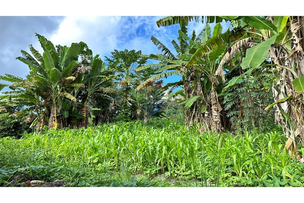 Chácara / Sítio / Fazenda - Venda - Jequié , Bahia - image00054.jpeg - 580731023-59