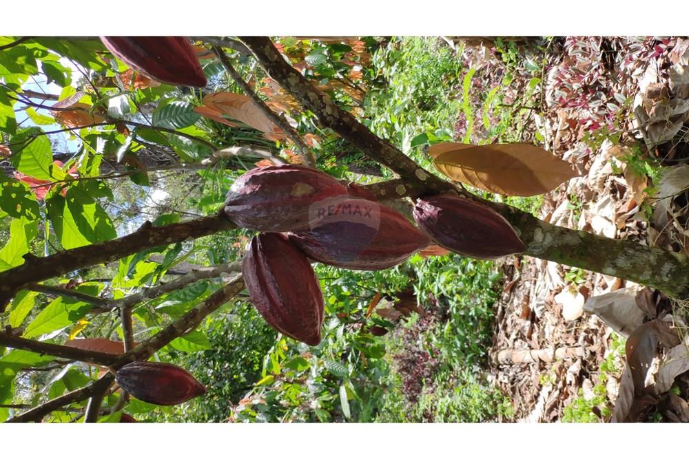 Chácara / Sítio / Fazenda - Venda - Jequié , Bahia - 56.jpg - 580731023-74