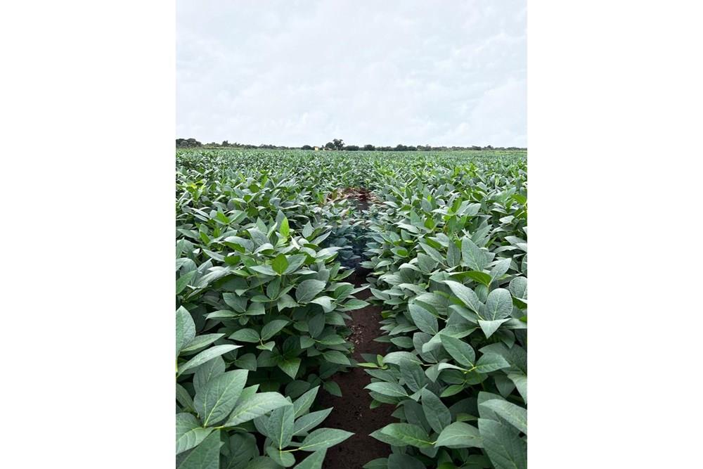 Fazenda - Venda - Aroazes , Piauí - Imagem do WhatsApp de 2025-09-30 à(s) 12.22.20_9eb7ff86.jpg - 580791016-19