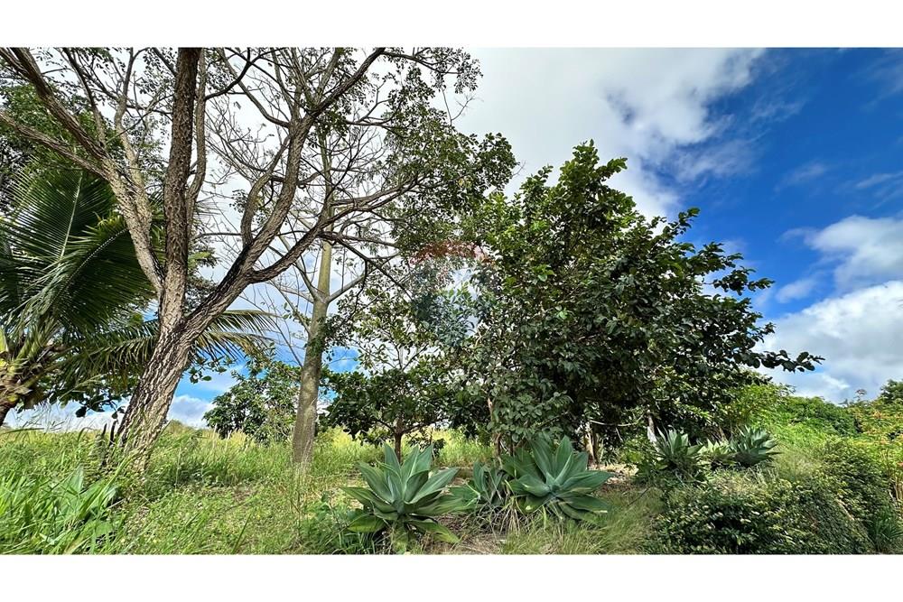 Chácara / Sítio / Fazenda - Venda - Jequié , Bahia - image00035.jpeg - 580731023-59