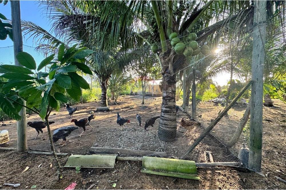 Chácara à venda com 2 quartos, 91m² - Foto 12