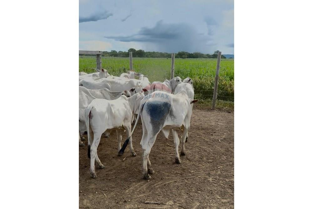 Agro - Venda - Wanderley , Bahia - Imagem do WhatsApp de 2025-08-13 à(s) 16.14.53_71c4b902.jpg - 580791016-14