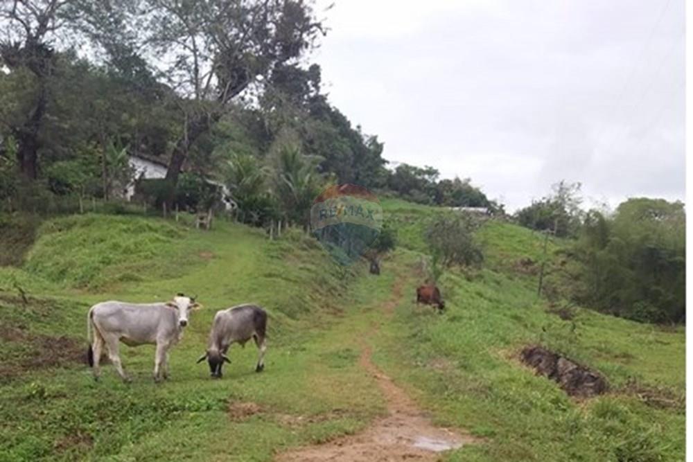 Chácara / Sítio / Fazenda - Venda - Ilhéus , Bahia - WhatsApp Image 2025-08-03 at 12.45.07 (1).jpeg - 580831002-188