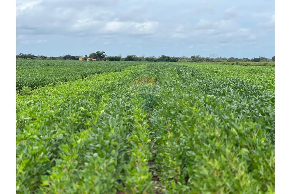 Fazenda - Venda - Aroazes , Piauí - Imagem do WhatsApp de 2025-09-30 à(s) 12.22.19_4075cfef.jpg - 580791016-19