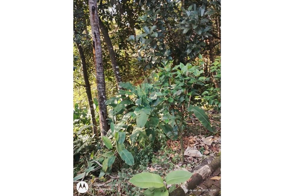 Terreno - Venda - Itacaré , Bahia - WhatsApp Image 2025-10-01 at 13.39.03 (1).jpeg - 580331013-747