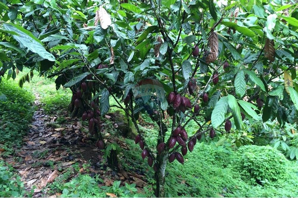 Chácara / Sítio / Fazenda - Venda - Jaguaquara , Bahia - 16.jpeg - 580731023-133