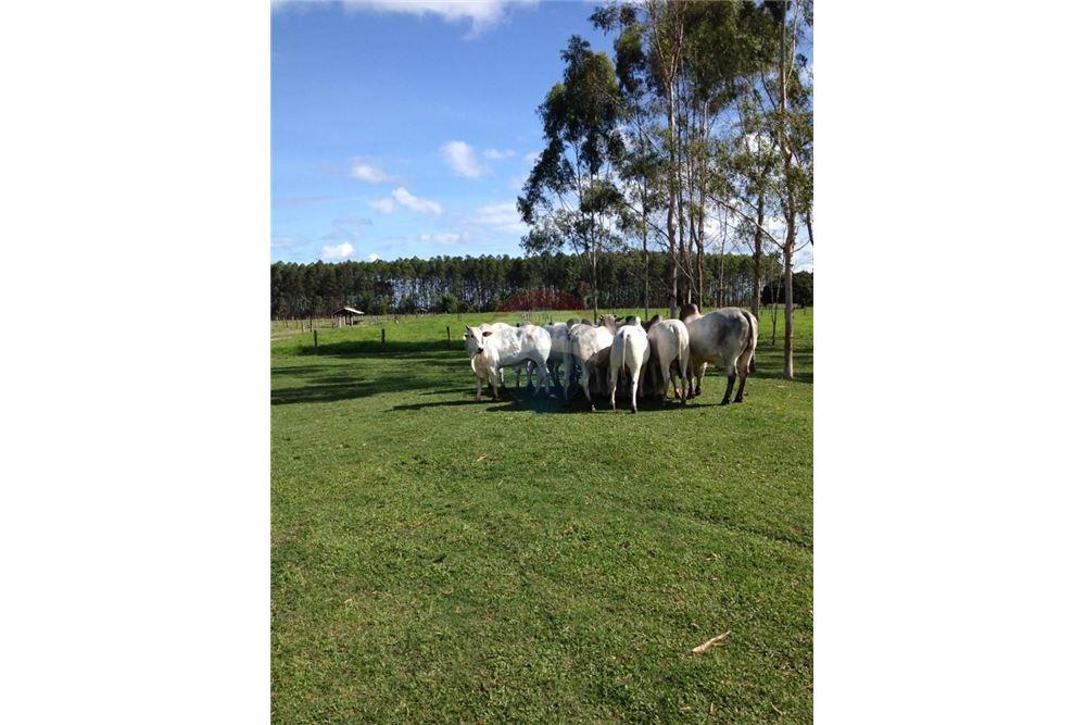 Chácara / Sítio / Fazenda - Venda - Mucuri , Bahia - 10 - 580411006-263