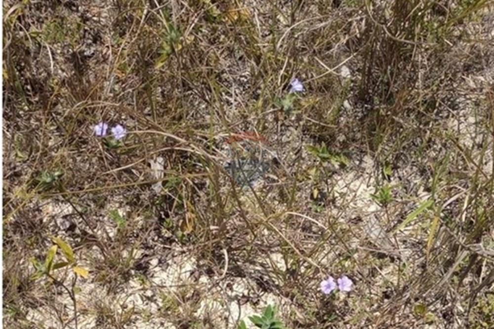 Terreno - Venda - Alagoinhas , Bahia - WhatsApp Image 2025-01-15 at 18.20.17.jpeg - 580701006-42