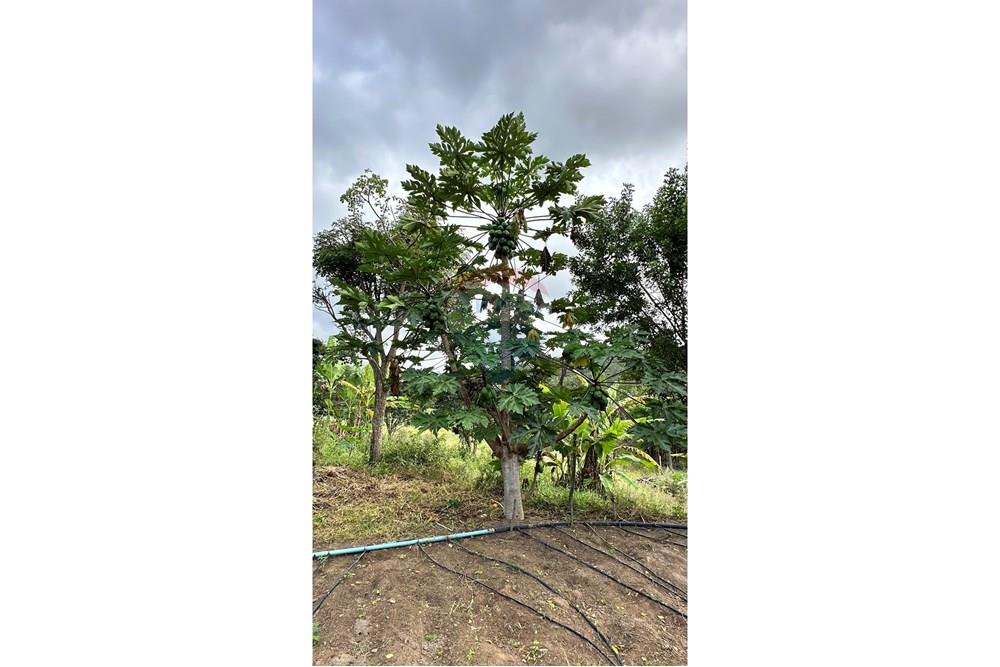 Chácara / Sítio / Fazenda - Venda - Jequié , Bahia - image00040-1.jpeg - 580731023-59