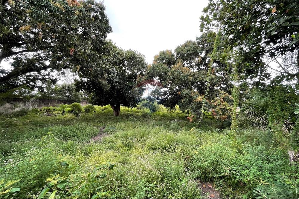 Terreno - Venda - Alagoinhas , Bahia - IMG_8949.jpeg - 580701044-52