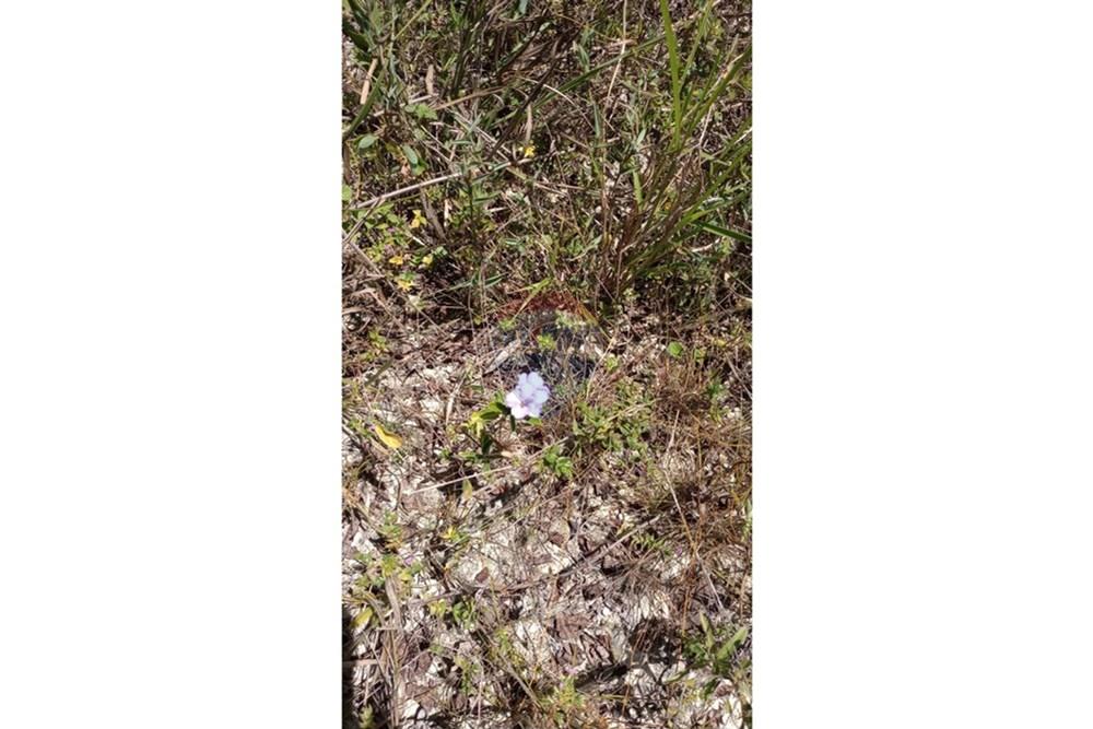 Terreno - Venda - Alagoinhas , Bahia - WhatsApp Image 2025-01-15 at 18.20.07(1).jpeg - 580701006-42