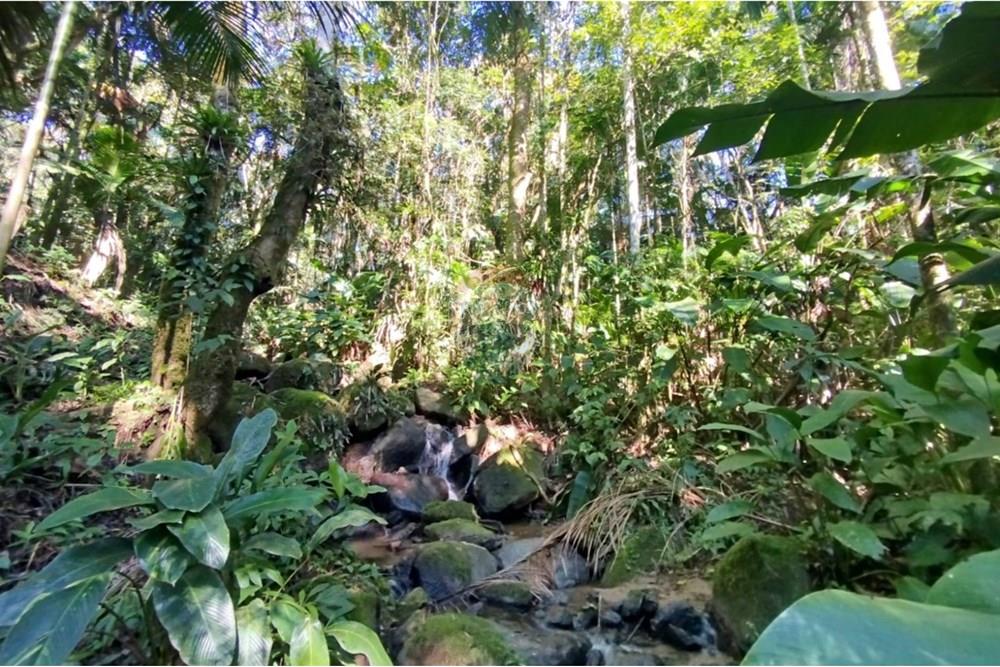 Terreno - Venda - Benedito Novo , Santa Catarina - WhatsApp Image 2025-09-09 at 17.07.55 (3).jpeg - 590301027-106