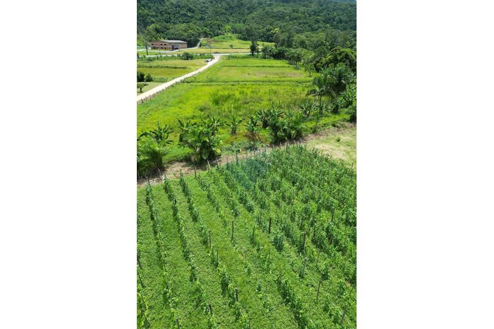 Terreno - Venda - Indaial , Santa Catarina - IMG_0256.jpeg - 590301007-66