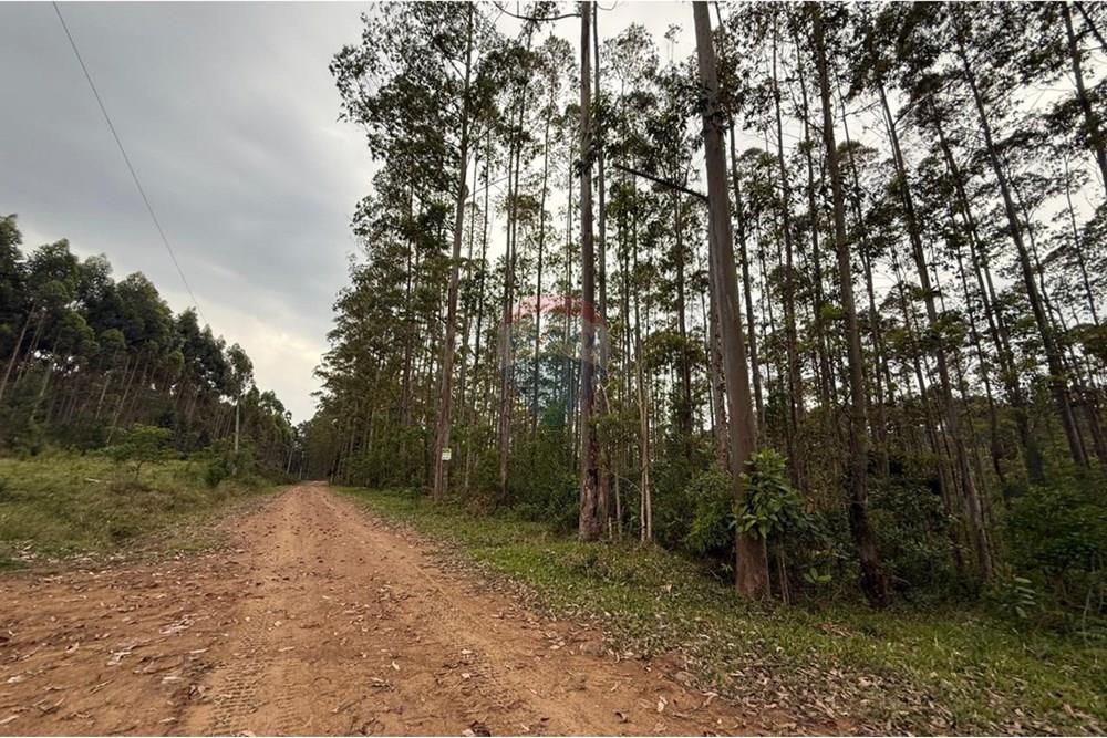 Terreno - Venda - Rio dos Cedros , Santa Catarina - IMG-20251017-WA0048.jpg - 590211067-4