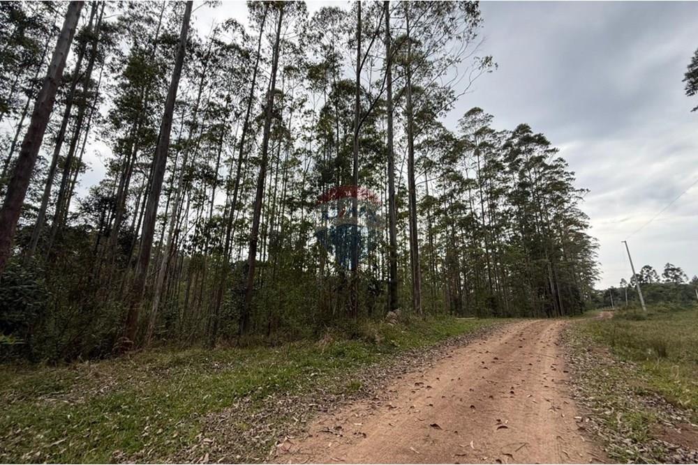 Terreno - Venda - Rio dos Cedros , Santa Catarina - IMG-20251017-WA0050.jpg - 590211067-4
