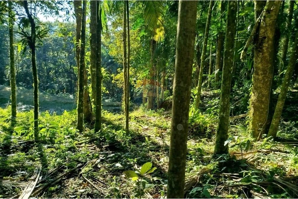 Terreno - Venda - Benedito Novo , Santa Catarina - WhatsApp Image 2025-09-09 at 17.07.53 (3).jpeg - 590301027-106