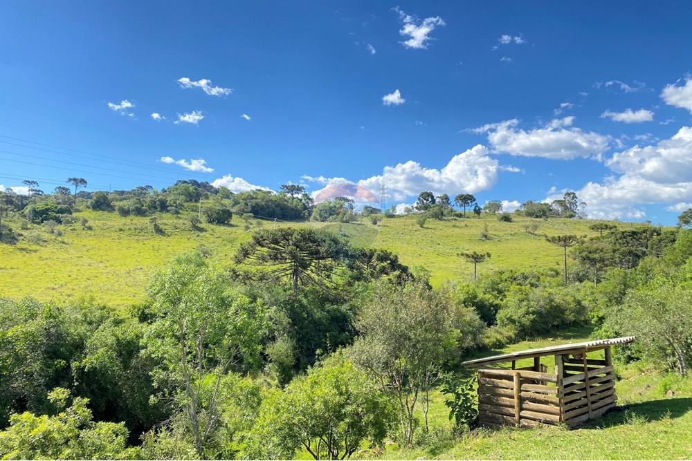 Chácara / Sítio / Fazenda - Venda - Painel , Santa Catarina - IMG_8285.JPG - 590071044-22