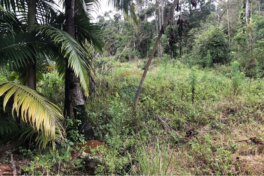 Residential - 땅 - Rodeio , Santa Catarina - BR - FOTO 07 - .JPG - 590211051-43