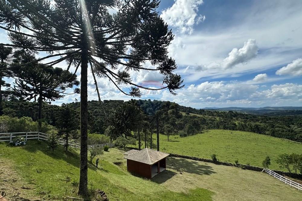 Chácara / Sítio / Fazenda - Venda - Painel , Santa Catarina - IMG_3316.jpg - 590071002-472