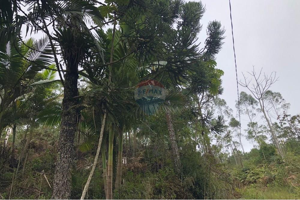 Residential - 땅 - Rodeio , Santa Catarina - BR - FOTO 02 - .JPG - 590211051-43