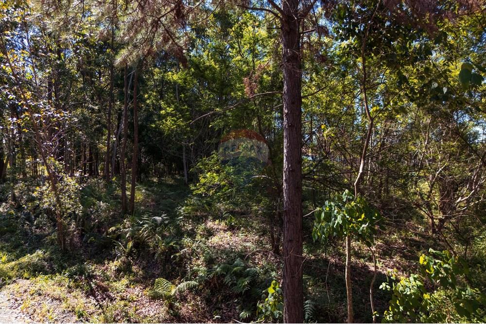 Terreno - Venda - Criciúma , Santa Catarina - DJI_20251211150653_0113_D.jpg - 590311026-44