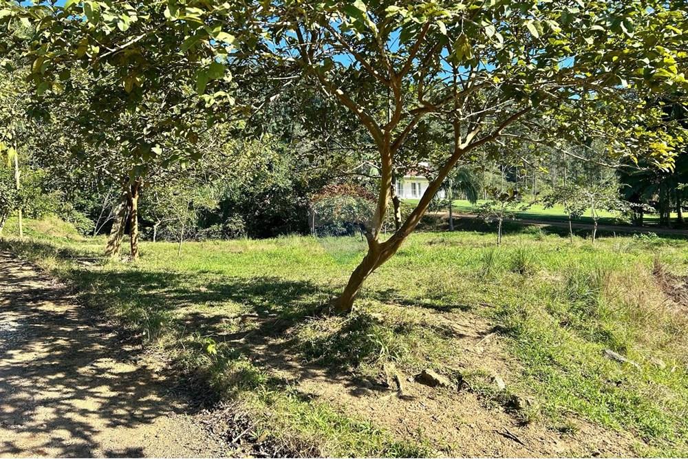 Terreno - Venda - Rio dos Cedros , Santa Catarina - c5e669b7-8ab6-40a3-81e4-a05d9898029e.jpeg - 590211035-54