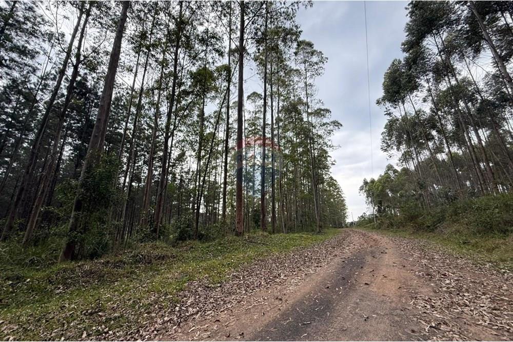 Terreno - Venda - Rio dos Cedros , Santa Catarina - IMG-20251017-WA0052.jpg - 590211067-4