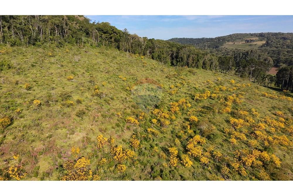 Chácara / Sítio / Fazenda - Venda - São José do Cerrito , Santa Catarina - DJI_20251111164201_0029_D.JPG - 590071044-13