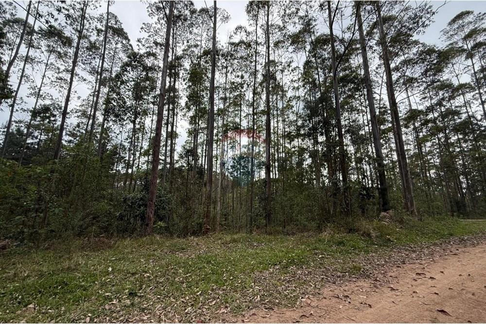 Terreno - Venda - Rio dos Cedros , Santa Catarina - IMG-20251017-WA0051.jpg - 590211067-4