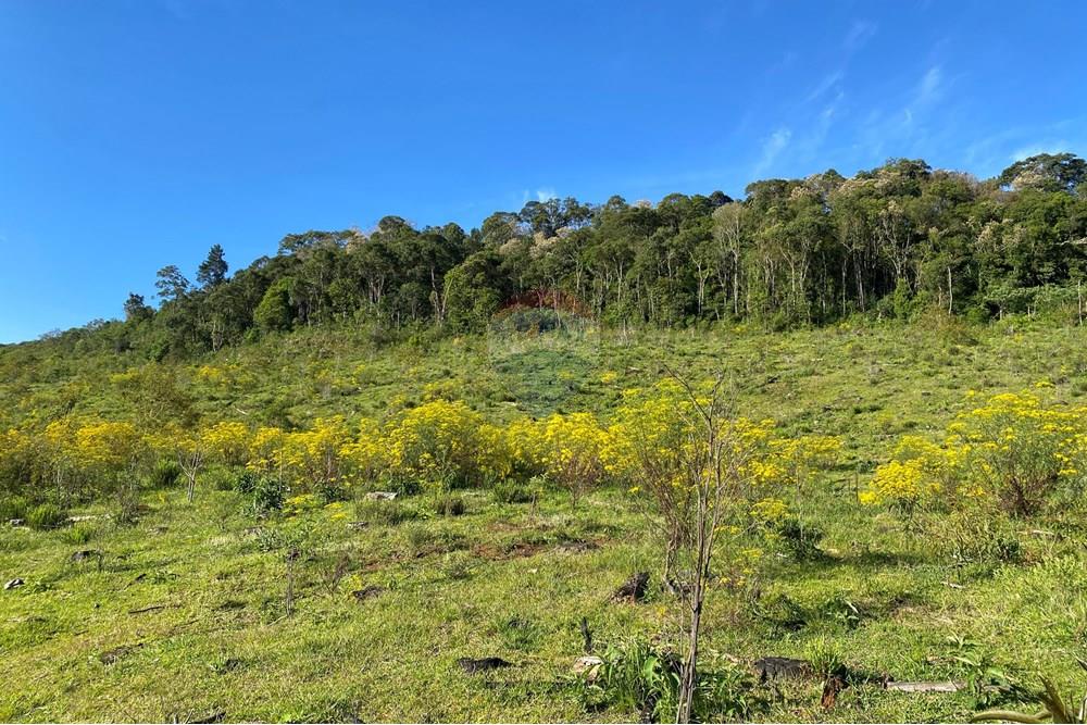 Chácara / Sítio / Fazenda - Venda - São José do Cerrito , Santa Catarina - IMG_7952.JPG - 590071044-13