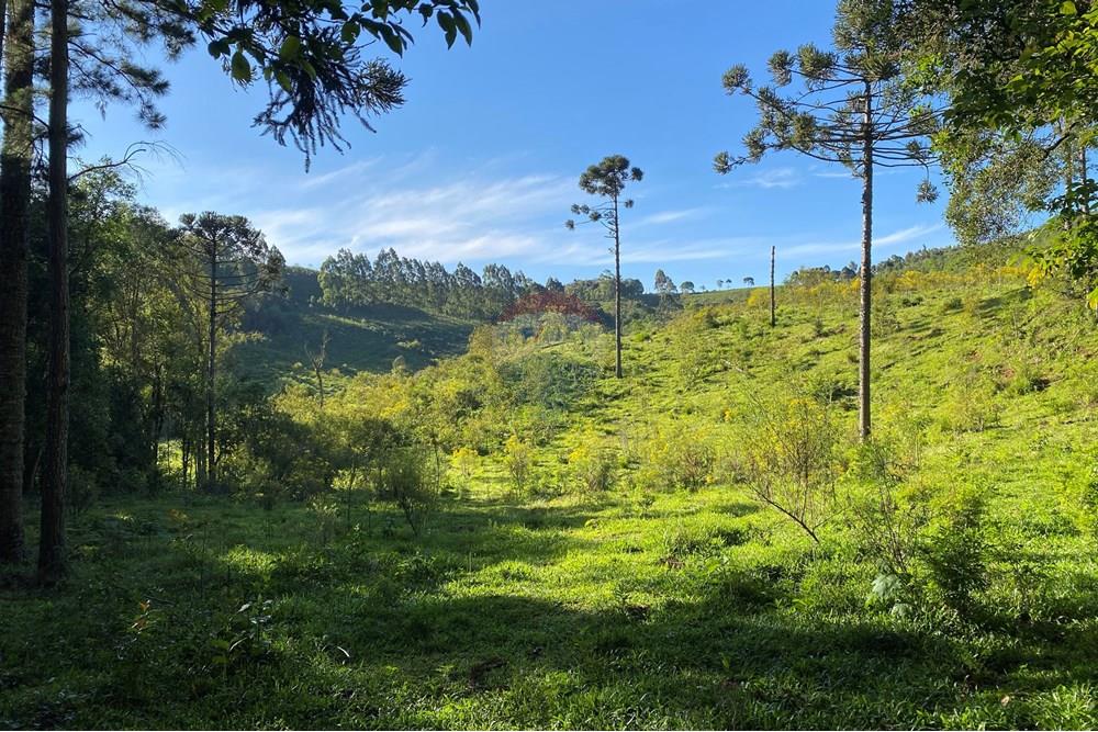 Chácara / Sítio / Fazenda - Venda - São José do Cerrito , Santa Catarina - IMG_7970.JPG - 590071044-13