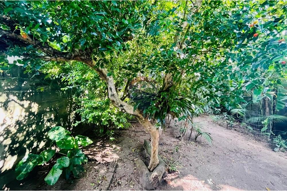 Terreno - Venda - Navegantes , Santa Catarina - POMAR DO TERRENO.jpg - 590091044-43