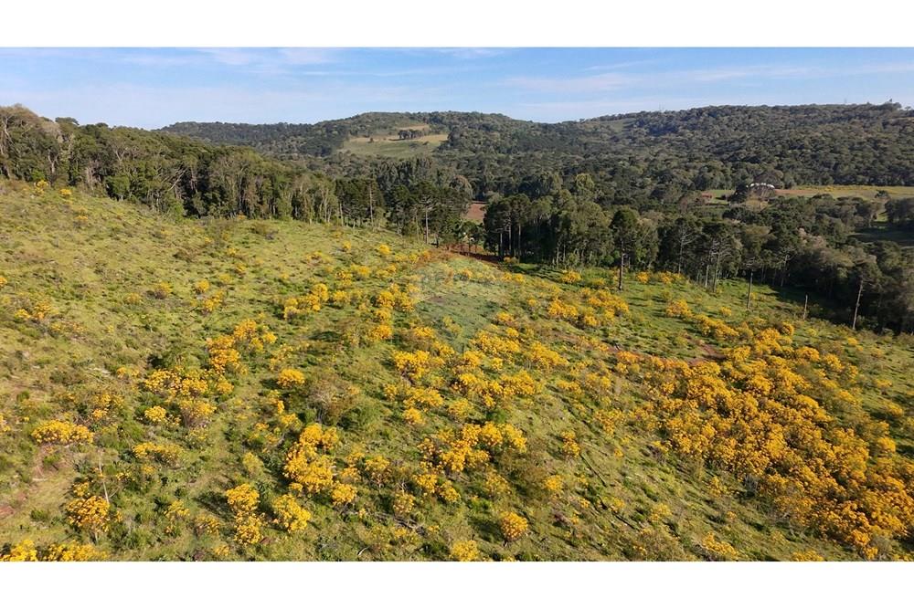 Chácara / Sítio / Fazenda - Venda - São José do Cerrito , Santa Catarina - DJI_20251111164156_0026_D.JPG - 590071044-13