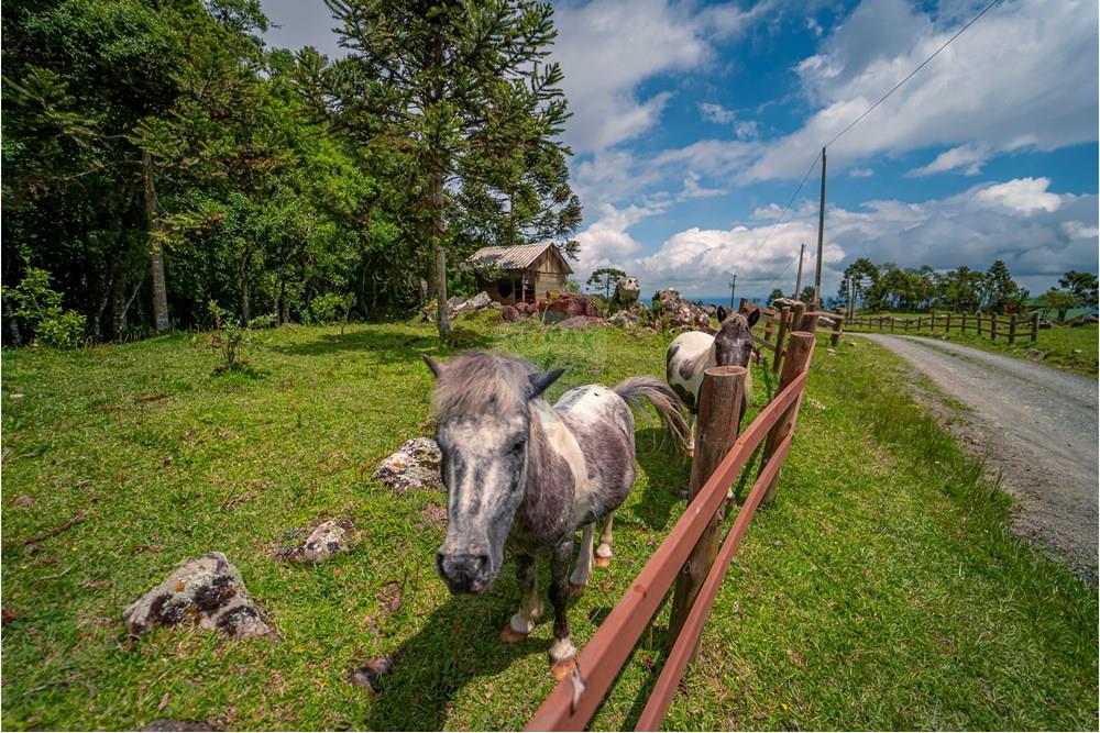 Chácara / Sítio / Fazenda - Venda - Alfredo Wagner , Santa Catarina - DSC04732.jpg - 590071002-445