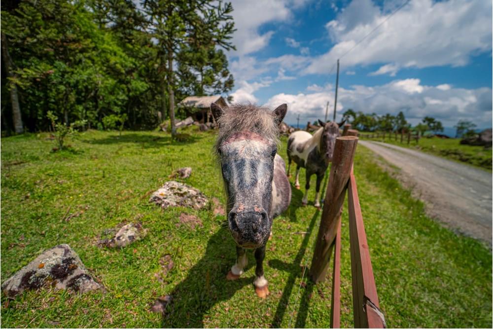 Chácara / Sítio / Fazenda - Venda - Alfredo Wagner , Santa Catarina - DSC04733.jpg - 590071002-445