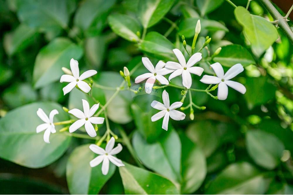 Casa - Venda - Florianópolis , Santa Catarina - web7G8A5811.jpg - 590101001-65