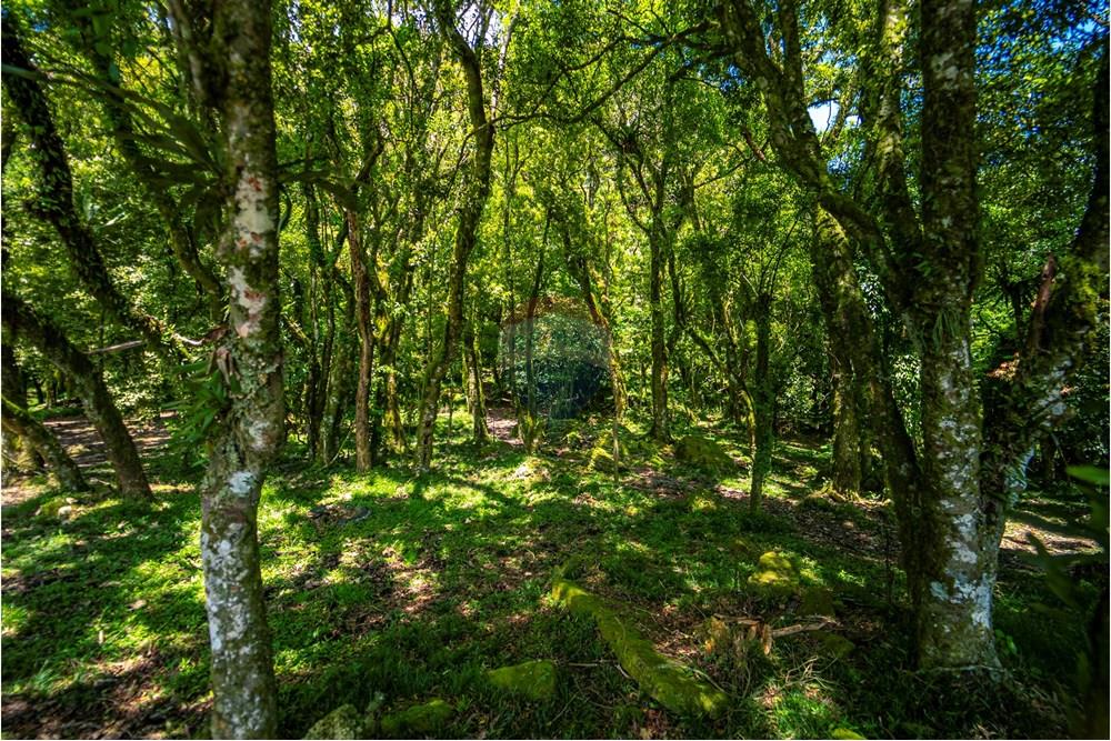 Chácara / Sítio / Fazenda - Venda - Alfredo Wagner , Santa Catarina - DSC04764.jpg - 590071002-445