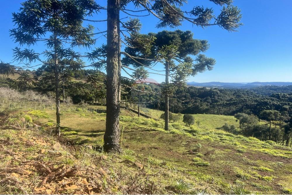 Terreno - Venda - Painel , Santa Catarina - WhatsApp Image 2025-06-11 at 15.16.34.jpeg - 590071003-194