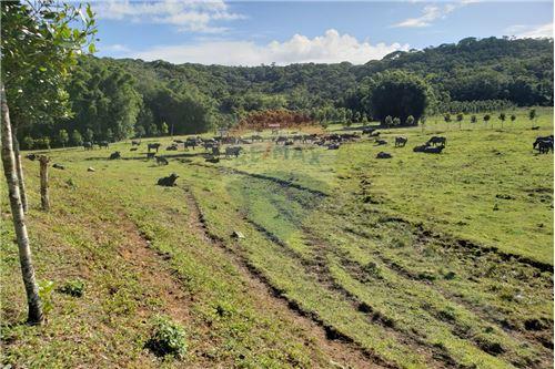 For Sale-Farm-Alameda Cajamar , 55  - Centro , Jacupiranga , São Paulo , 11940-000-601251112-1637