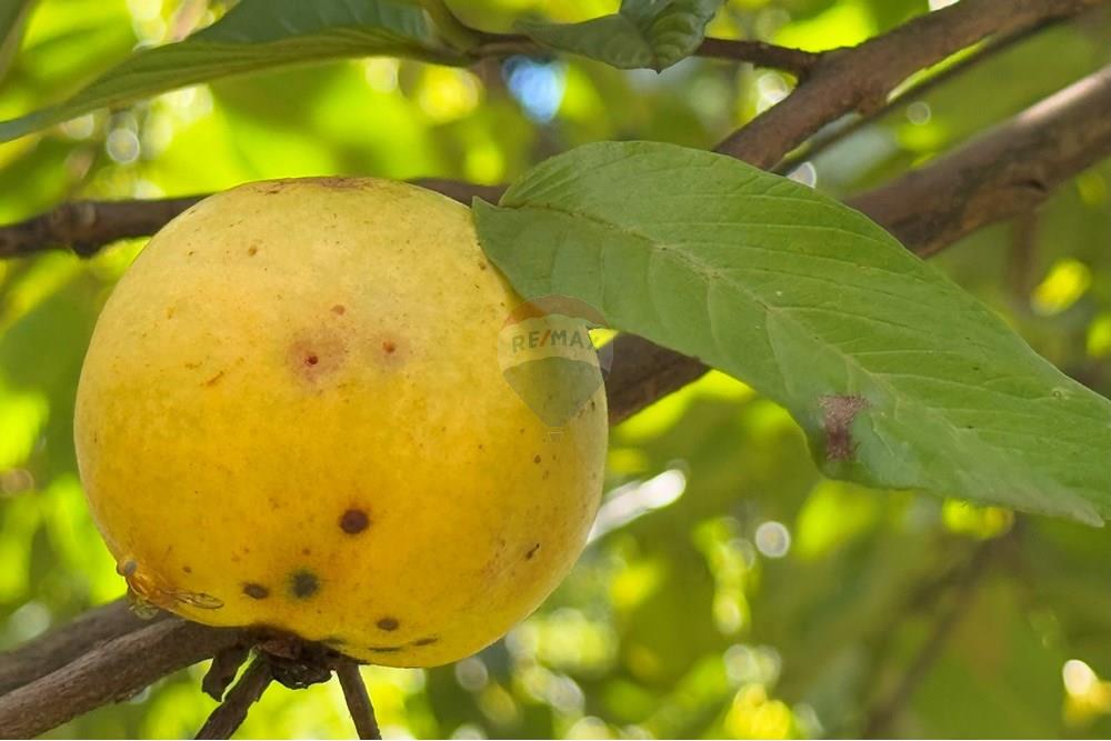 Chácara / Sítio / Fazenda - Venda - Piracicaba , São Paulo - Goiaba.jpg - 601421019-7