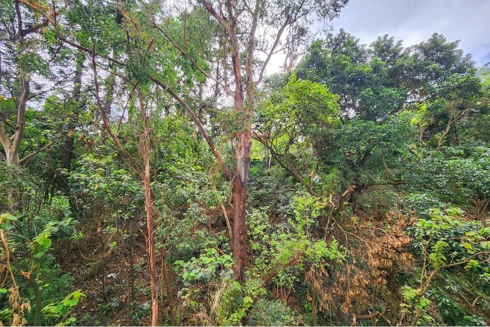 Apartamento - Venda - São Paulo , São Paulo - Cópia de Cópia de 20250315_10044502.jpg - 602261037-40