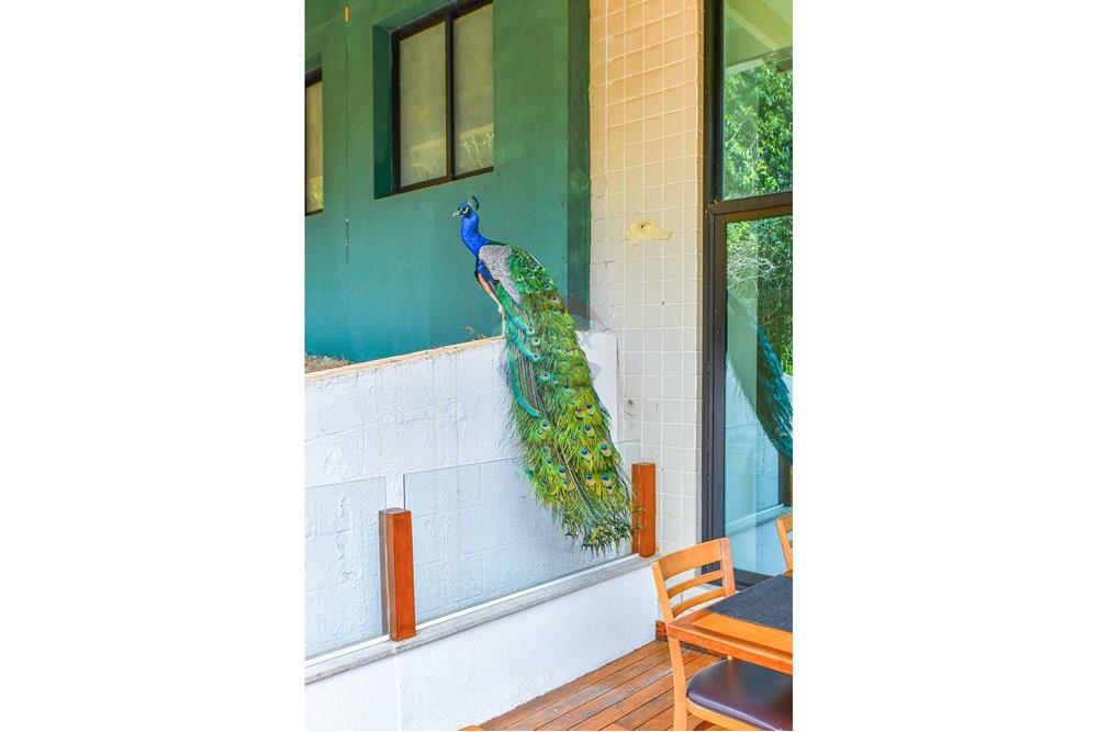 Cobertura - Venda - São Paulo , São Paulo - Foto-41.jpg - 601251016-70