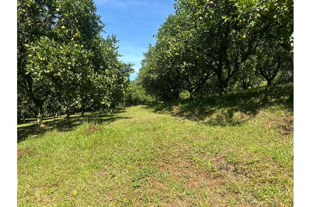 Chácara à venda com 3 quartos, 120000m² - Foto 5