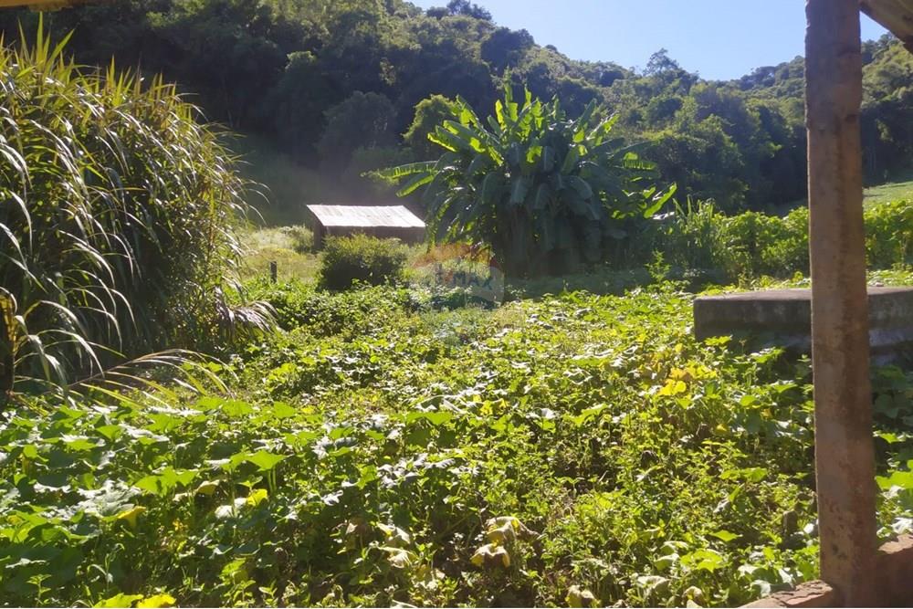 Chácara / Sítio / Fazenda - Venda - Coqueiros do Sul , Rio Grande do Sul - 504d3f44-7cfb-4e96-841e-3d61fed2193e.jpg - 612701042-33