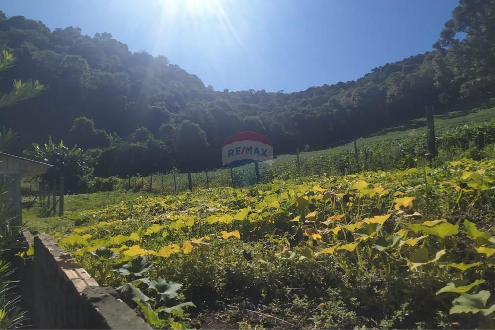 Chácara / Sítio / Fazenda - Venda - Coqueiros do Sul , Rio Grande do Sul - 70ae9e60-94af-41dd-b3fc-3d87785bb04d.jpg - 612701042-33