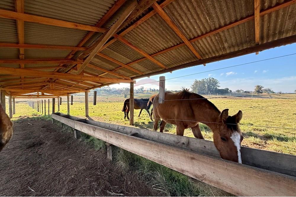 Chácara / Sítio / Fazenda - Venda - São Gabriel , Rio Grande do Sul - 29d3a742-b023-4d21-bffd-c937b6852b33.jpeg - 612631037-9