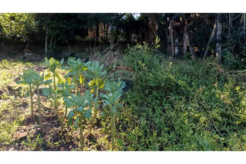 Chácara / Sítio / Fazenda - Venda - Alvorada , Rio Grande do Sul - WhatsApp Image 2025-06-24 at 15.01.41 (1).jpg - 612531061-12