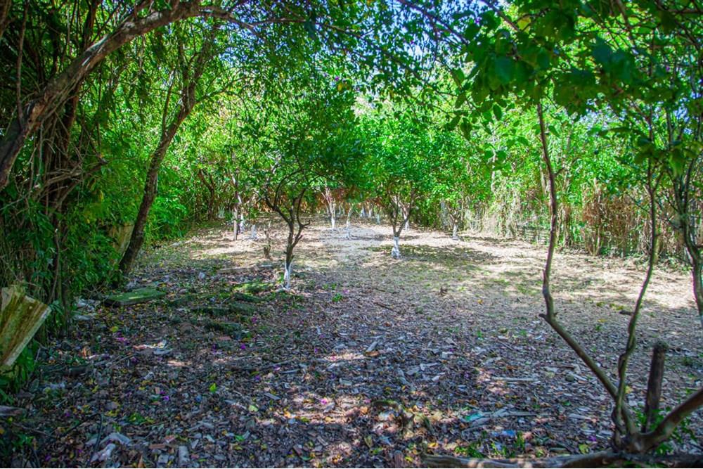 Prédio - Venda - Alvorada , Rio Grande do Sul - WhatsApp Image 2025-02-09 at 17.24.56.jpeg - 612531055-5