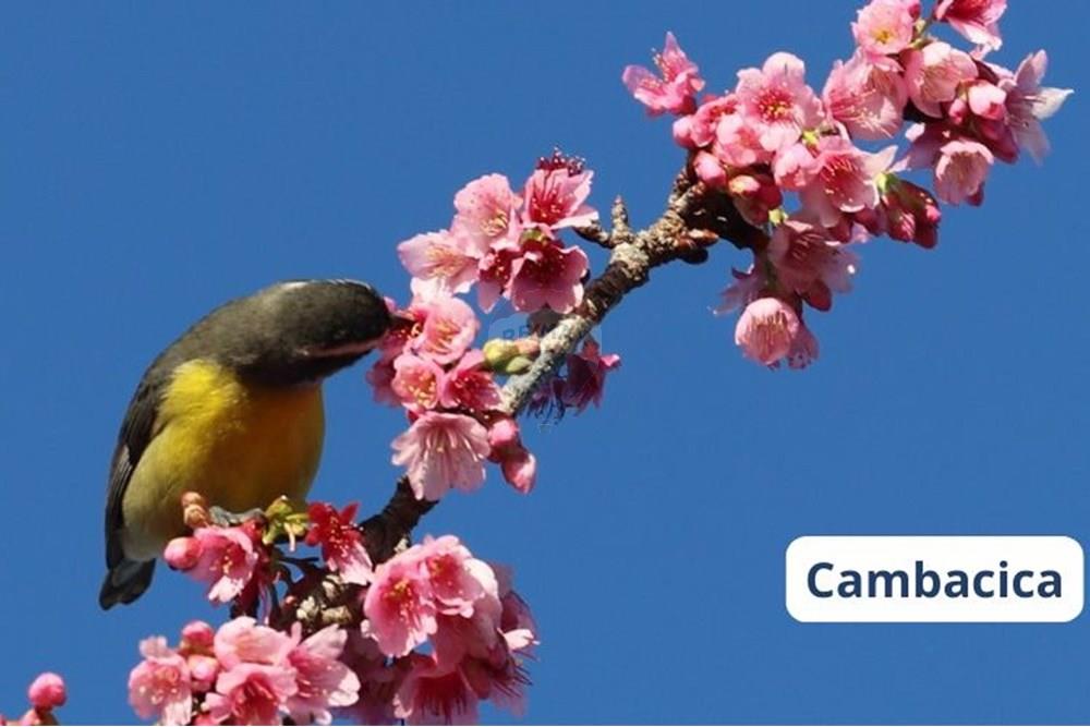 Terreno - Venda - Viamão , Rio Grande do Sul - Cambacica.jpg - 612541026-6