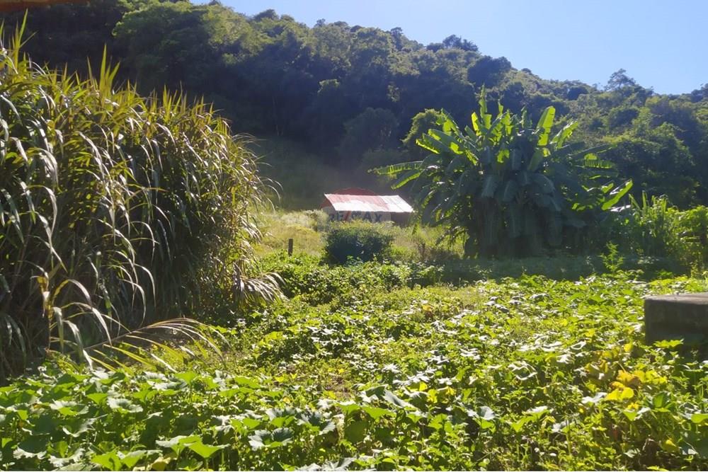 Chácara / Sítio / Fazenda - Venda - Coqueiros do Sul , Rio Grande do Sul - e474724c-7efa-4997-95ce-d56fc75ffb9f.jpg - 612701042-33